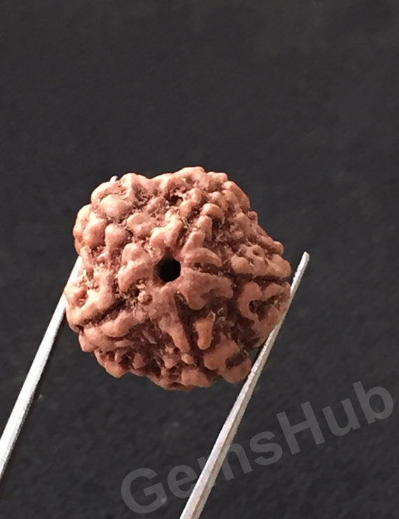 5 Mukhi Certified Nepali Rudraksha